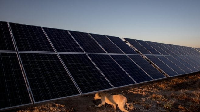 solar-panels-at-sunset-with-dog