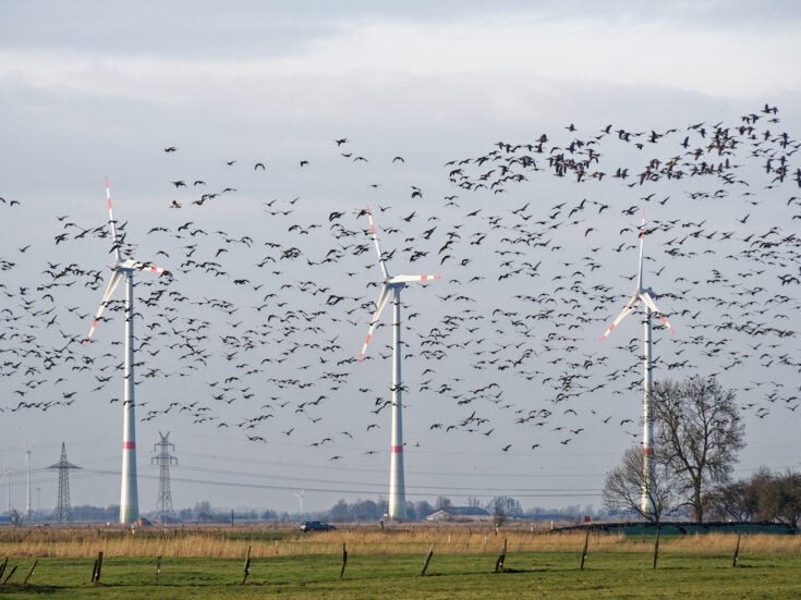 Weekly data: How many birds are really killed by wind turbines?