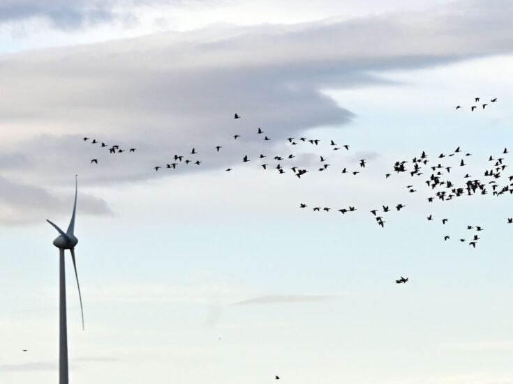 Can renewables avoid damaging natural habitats? Can renewables avoid damaging natural habitats?