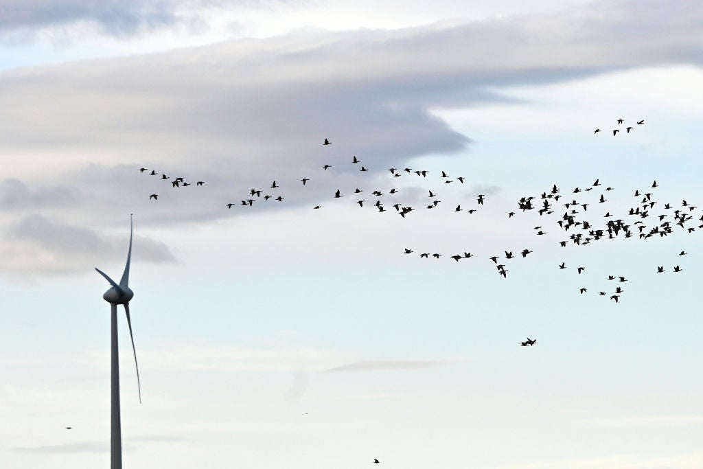 renewables-environmental-damage