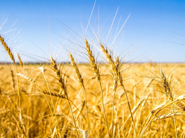 Use wheat for food not fuel – report