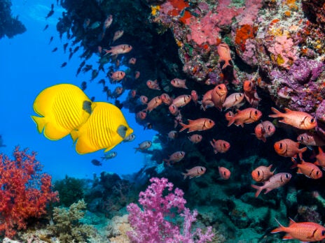 Offshore wind farms could turn the tide for ocean biodiversity Offshore wind farms could turn the tide for ocean biodiversity