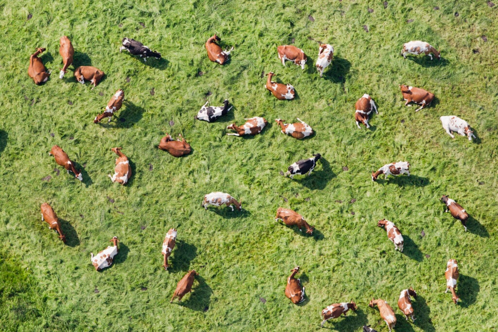 Cows ruminating in a meadow in Westbroek, the Netherlands.