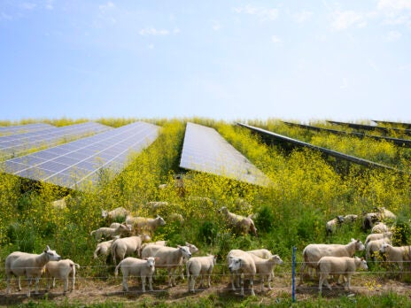 Food versus energy: Can agrivoltaic farming solve both crises?