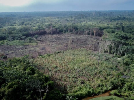 Opinion: Energy transition could destroy Africa's forests and carbon sinks