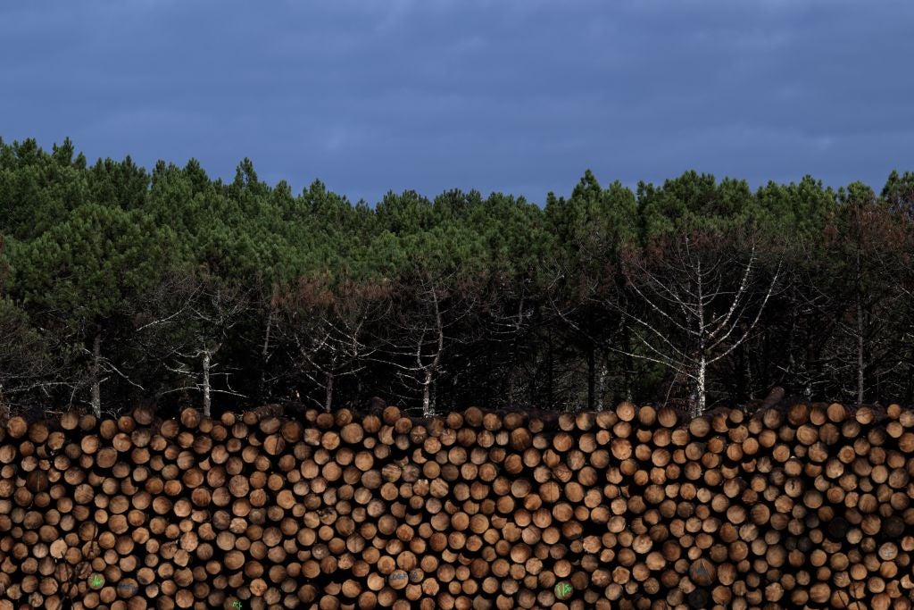 Net zero could drive up the global demand for timber - Investment Monitor