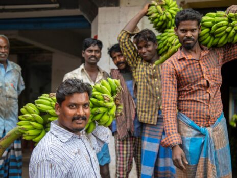 Cool bananas: Efficient cold chain technology for a clean agriculture boom Cool bananas: Efficient cold chain technology for a clean agriculture boom
