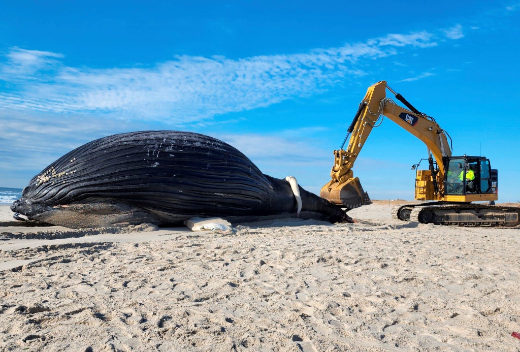 The remains of a male humpback whale lies on the beach at Lido Beach, New York, on January 30, 2023.